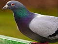 Játék Pigeon Jigsaw Puzzle